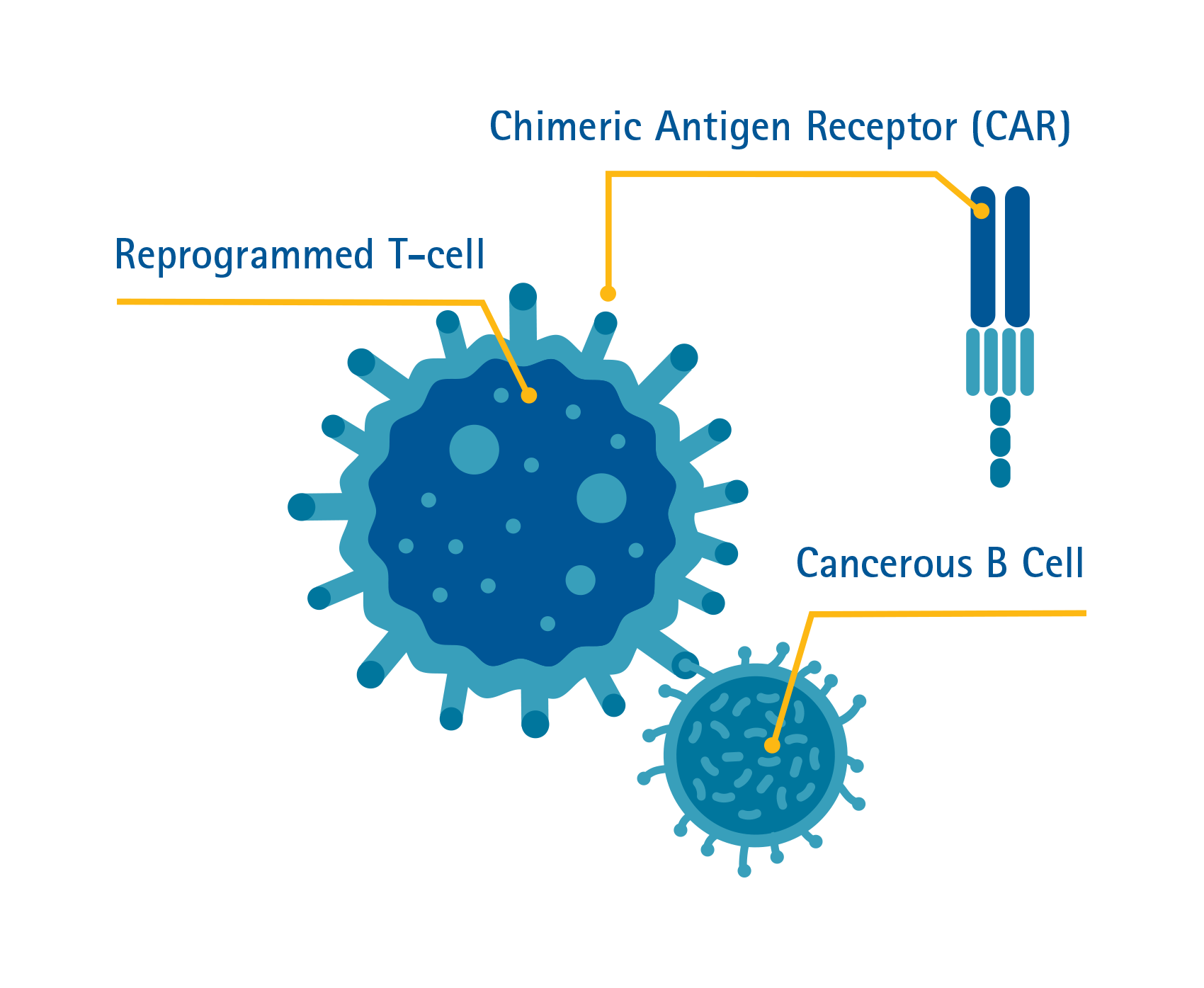 Illustration of CAR T-cell therapy